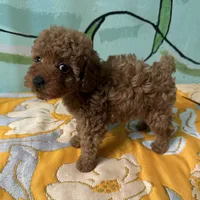 AKC teacup f1, a female Poodle - Toy  for sale in Newalla, OK – Photo 3 of 4