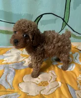 AKC teacup f1, a female Poodle - Toy  for sale in Newalla, OK – Photo 3 of 4