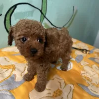 AKC teacup f1, a female Poodle - Toy  for sale in Newalla, OK – Photo 2 of 4