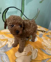 AKC teacup f1, a female Poodle - Toy  for sale in Newalla, OK – Photo 2 of 4