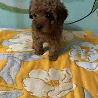 AKC teacup f1, a female Poodle - Toy  for sale in Newalla, OK – Photo 1 of 4