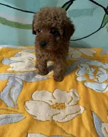 AKC teacup f1, a female Poodle - Toy  for sale in Newalla, OK – Photo 1 of 4