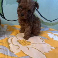 AKC teacup boy, a male Poodle - Toy  for sale in Newalla, OK – Photo 3 of 6