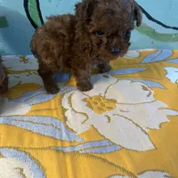 AKC teacup boy, a male Poodle - Toy  for sale in Newalla, OK – Photo 5 of 6