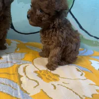 AKC teacup boy, a male Poodle - Toy  for sale in Newalla, OK – Photo 2 of 6