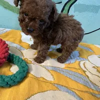 AKC teacup boy, a male Poodle - Toy  for sale in Newalla, OK – Photo 6 of 6