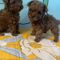 AKC teacup boy, a male Poodle - Toy  for sale in Newalla, OK – Photo 1 of 6