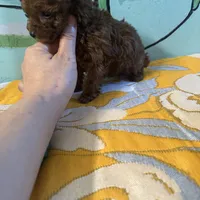 AKC teacup boy, a male Poodle - Toy  for sale in Newalla, OK – Photo 4 of 6