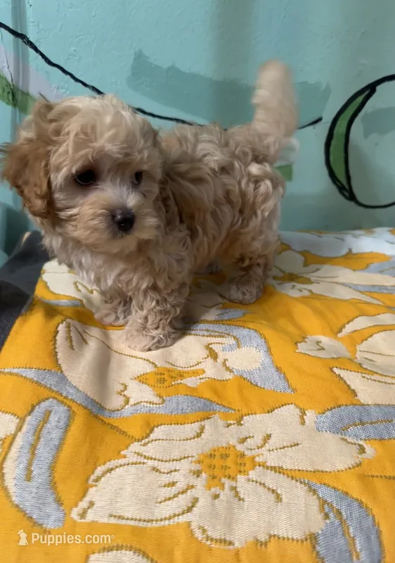 Maltipoo boy  – Maltipoo, Poodle - Toy  puppy for sale in Newalla, OK