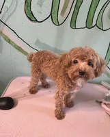 Teacup boy 1 pet, a male Shihpoo and Poodle - Toy  for sale in Newalla, OK – 1 of 5