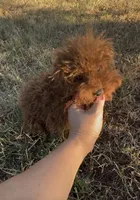 AKC Tcup F, a female Poodle - Toy  for sale in Newalla, OK – 3 of 4