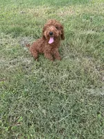 AKC TCup#m3, a male Poodle - Toy  for sale in Newalla, OK – 5 of 6
