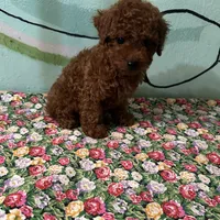 AKC #f, a female Poodle - Toy  for sale in Newalla, OK – Photo 1 of 4