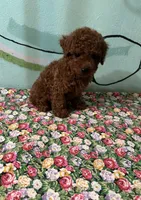 AKC #f, a female Poodle - Toy  for sale in Newalla, OK – Photo 1 of 4