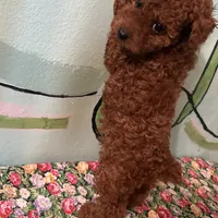 AKC #f, a female Poodle - Toy  for sale in Newalla, OK – Photo 3 of 4