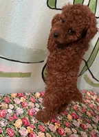AKC #f, a female Poodle - Toy  for sale in Newalla, OK – Photo 3 of 4