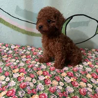AKC #f, a female Poodle - Toy  for sale in Newalla, OK – Photo 4 of 4