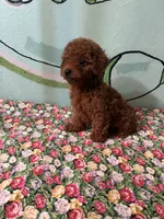 AKC #f, a female Poodle - Toy  for sale in Newalla, OK – Photo 4 of 4