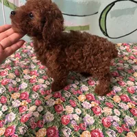 AKC #f, a female Poodle - Toy  for sale in Newalla, OK – Photo 2 of 4