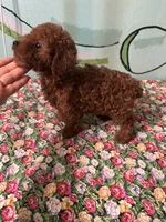AKC #f, a female Poodle - Toy  for sale in Newalla, OK – Photo 2 of 4