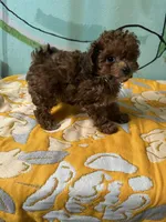 Teacup girl , a female Poodle - Toy  for sale in Newalla, OK – Photo 4 of 4