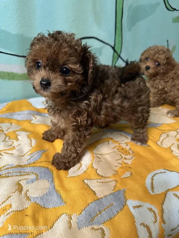 Teacup girl  – Poodle - Toy  puppy for sale in Newalla, OK
