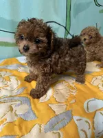 Teacup girl , a female Poodle - Toy  for sale in Newalla, OK – Photo 1 of 4