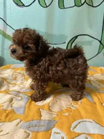 Teacup girl , a female Poodle - Toy  for sale in Newalla, OK – Photo 2 of 4