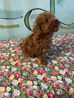 AKC Lily teacup m1 , a male Poodle - Toy  for sale in Newalla, OK – 2 of 5