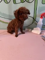 AKC teacup boy, a male Poodle - Toy  for sale in Newalla, OK – 4 of 6