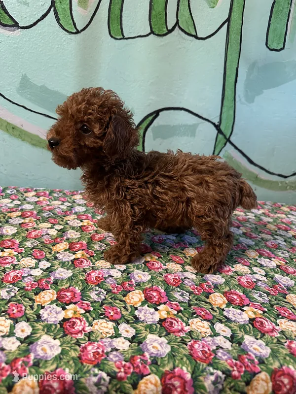 AKC rose f2 – Poodle - Toy  puppy for sale in Newalla, OK