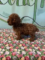 AKC rose f2, a female Poodle - Toy  for sale in Newalla, OK – 1 of 2