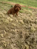 AKC Tcup#m2, a male Poodle - Toy  for sale in Newalla, OK – 3 of 5