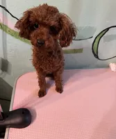 AKC teacup girl2, a female Poodle - Toy  for sale in Newalla, OK – 3 of 6