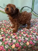 AKC tiny toy girl , a female Poodle - Toy  for sale in Newalla, OK – Photo 2 of 3