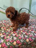 AKC tiny toy girl , a female Poodle - Toy  for sale in Newalla, OK – Photo 1 of 3