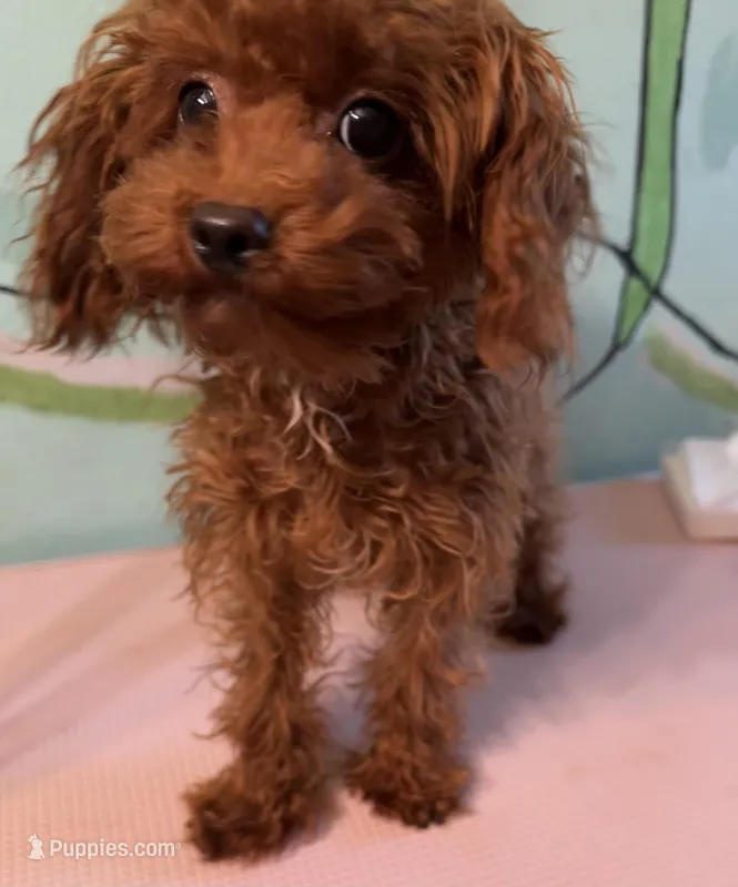 AKC teacup boy1 – Poodle - Toy  puppy for sale in Newalla, OK