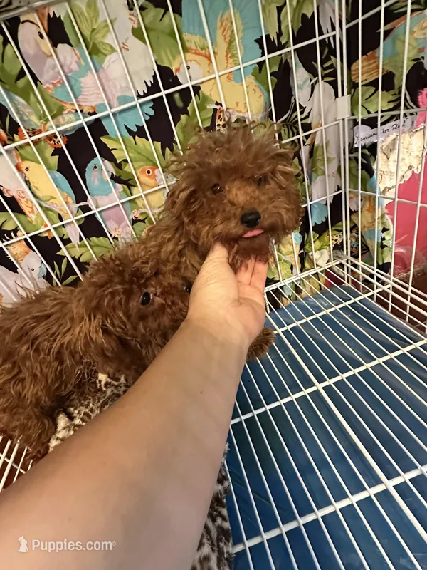 AKC apricot girl  – Poodle - Toy  puppy for sale in Newalla, OK
