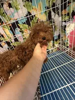 AKC apricot girl , a female Poodle - Toy  for sale in Newalla, OK – 1 of 1