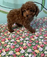 AKC teacup boy1, a male Poodle - Toy  for sale in Newalla, OK – Photo 2 of 2