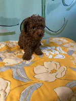 AKC toy boy2, a male Poodle - Toy  for sale in Newalla, OK – 2 of 3