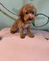 Teacup boy 1 pet, a male Shihpoo and Poodle - Toy  for sale in Newalla, OK – 3 of 5