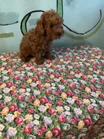 AKC Lily m2 , a male Poodle - Toy  for sale in Newalla, OK – 2 of 4