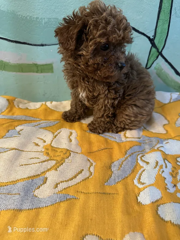 AKC Lucy f3 – Poodle - Toy  puppy for sale in Newalla, OK