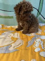 AKC Lucy f3, a female Poodle - Toy  for sale in Newalla, OK – 1 of 2