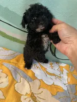 Teacup boy2 , a male Shihpoo and Poodle - Toy  for sale in Newalla, OK – 2 of 3