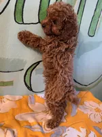 AKC Lucy f1, a female Poodle - Toy  for sale in Newalla, OK – 2 of 2