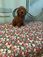 AKC Lily m2 , a male Poodle - Toy  for sale in Newalla, OK – 4 of 4