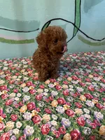 AKC Lily teacup m1 , a male Poodle - Toy  for sale in Newalla, OK – 5 of 5