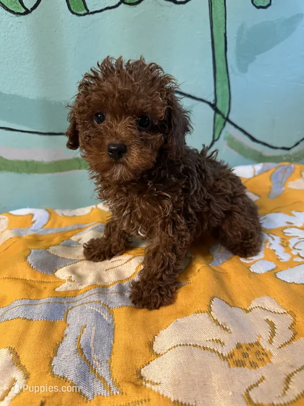AKC toy boy – Poodle - Toy  puppy for sale in Newalla, OK